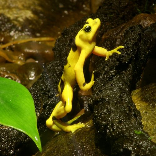 frog atelopus zeteki amphibian