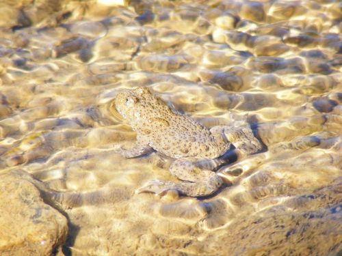 frog toad wildlife