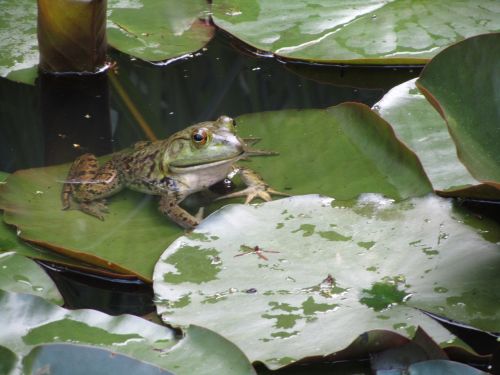 frog water lily pad