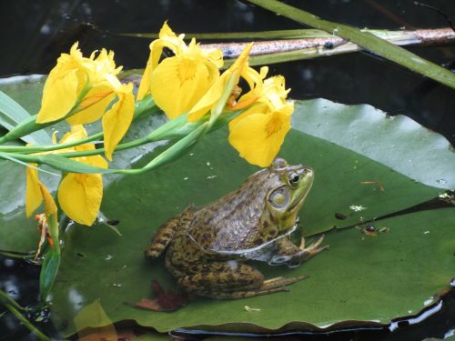 frog lily pad water