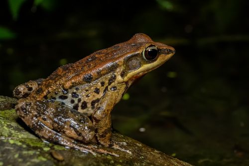 frog amphibians