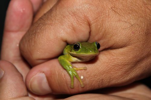frog nature wildlife