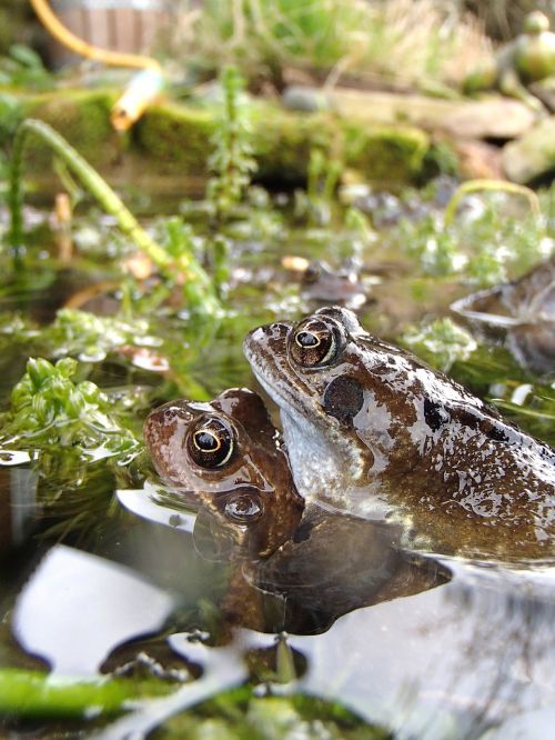 frog common frog amphibian