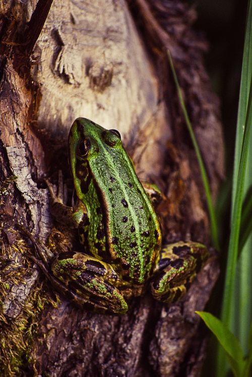 frog tree green