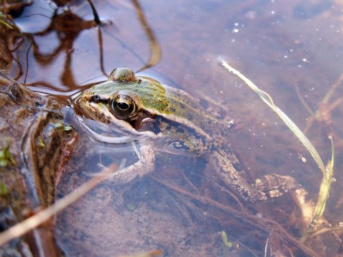 frog water amphibian