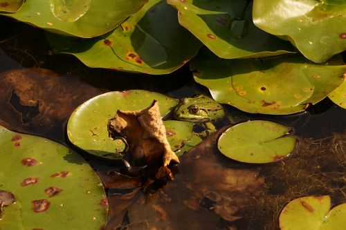 frog pond green