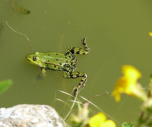 frog pond green