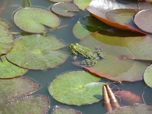 frog pond green