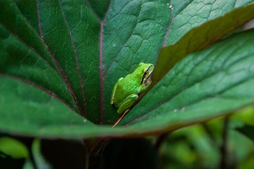 frog green leaf