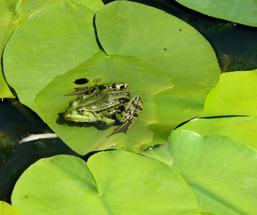 frog lily leaf pond