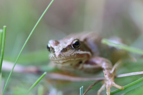 frog nature eyes