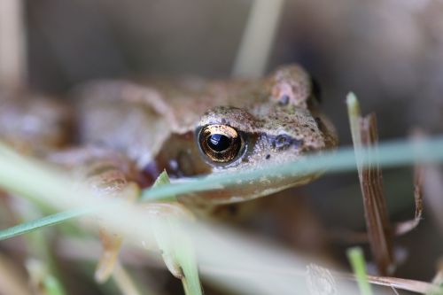 frog nature amphibian