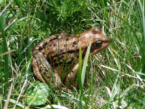 frog meadow green