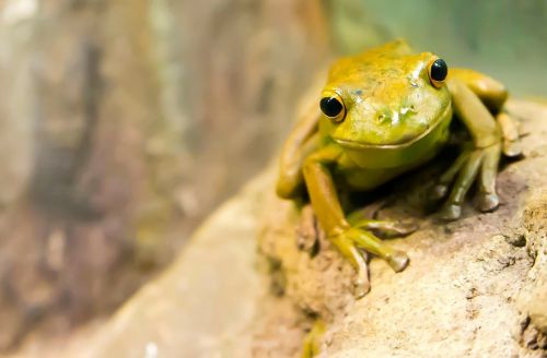 frog amphibian wildlife