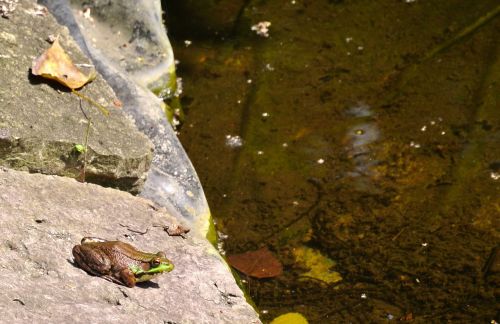frog pond nature