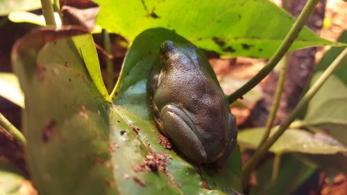 frog green leaf