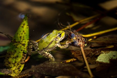 frog emerald colors nature