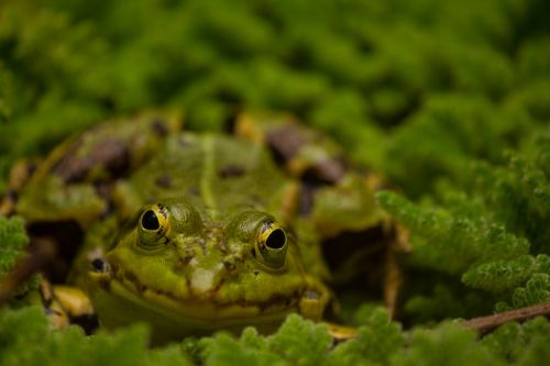 frog eyes frog garden