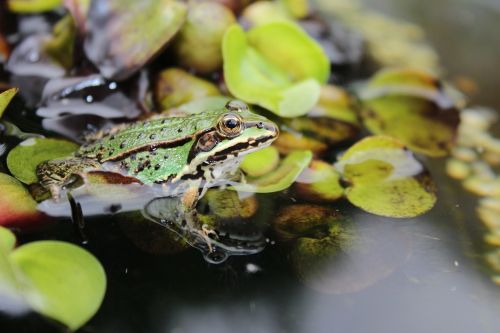 frog pond frog water frog