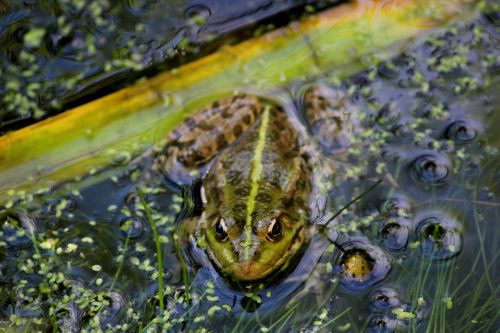 frog pond summer gerardo