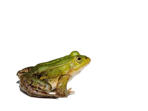 frog pond frog water frog