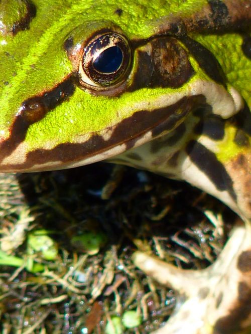 frog pond frog amphibian