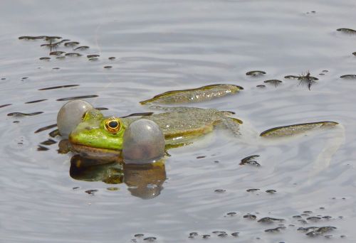 frog pond frog green