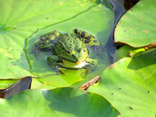 frog pond frog green