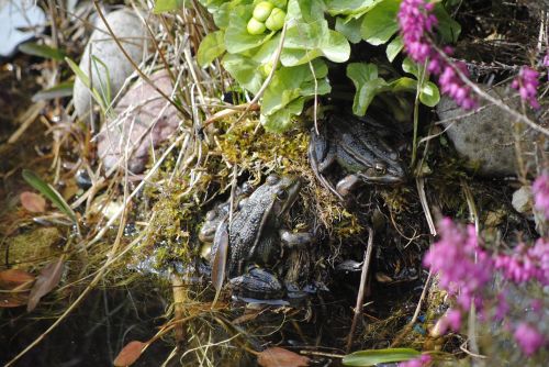 frog spring frogs in the pond frogs