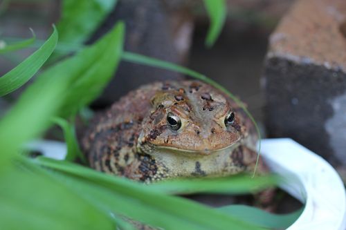 toad amphibian hop toad