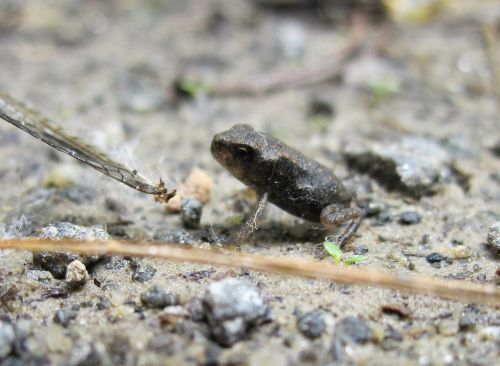 froglet frog nature