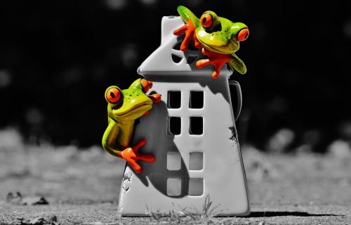 frogs home funny