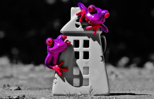 frogs home funny