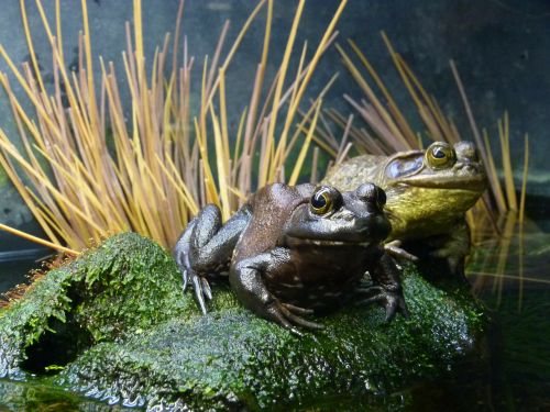 frogs amphibian animal