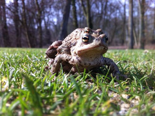 frogs golf nature