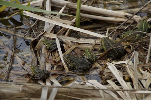 frogs pond lake