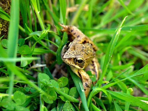 frogs forest animals