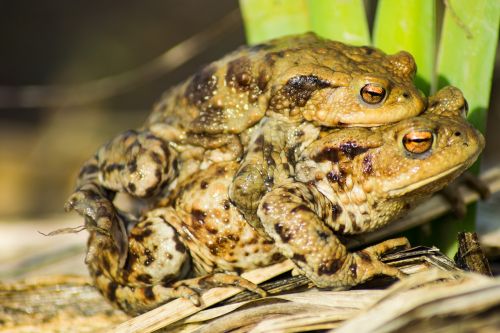 frogs pond water