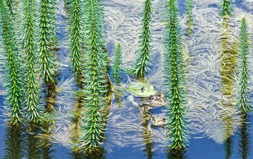 frogs  frog couple  toad