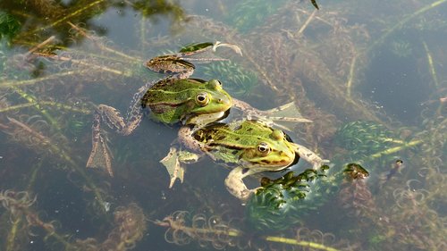 frogs  propagation  mate