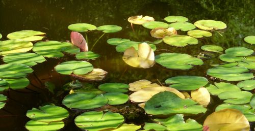 frogs wildlife water lilies