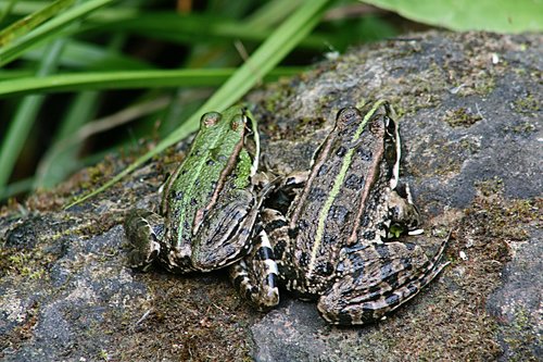 frogs  green  camouflage