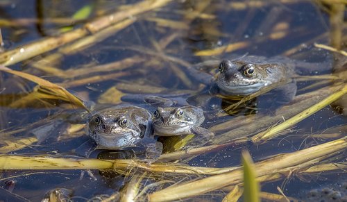 frogs  amphibian  animal