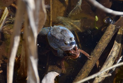 frogs  rana arvalis  blue male