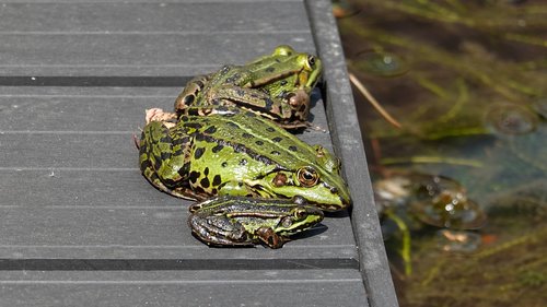 frogs  amphibians  green
