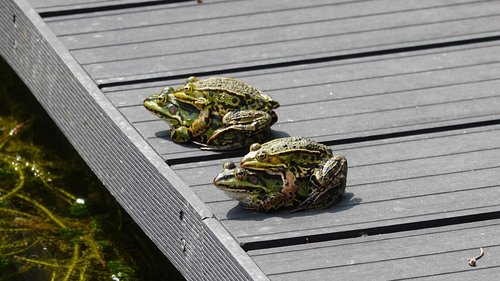 frogs  propagation  mate