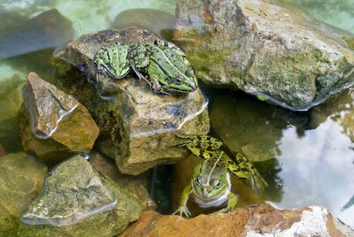 frogs reptile pond