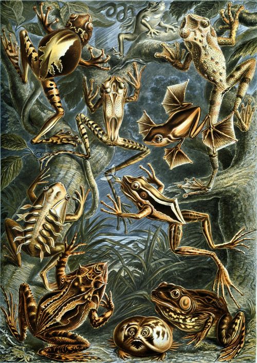 frogs amphibious haeckel batrachia