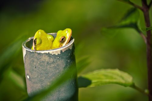 frogs tree frogs pipe