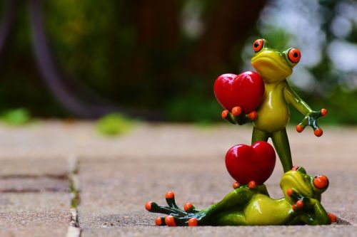 frogs pair love